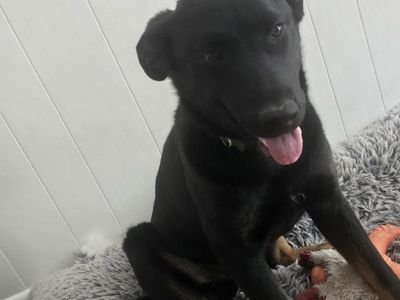 Akita Rottweiler mix puppy