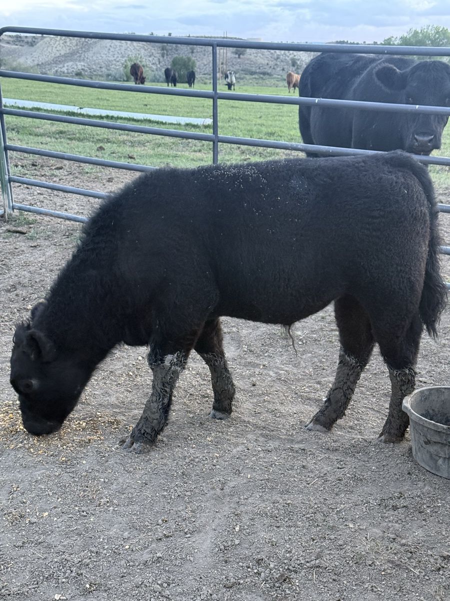 Show Steer/Heifers