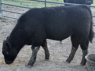 Show Steer/Heifers