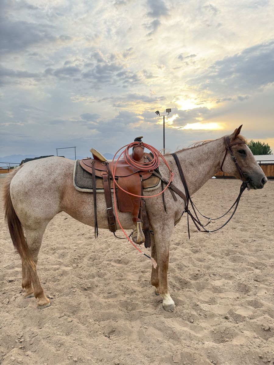 11 year old AQHA red roan Mare.  Mountian, Packing, Ranch