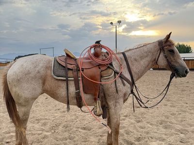 11 year old AQHA red roan Mare. Mountian, Packing, Ranch