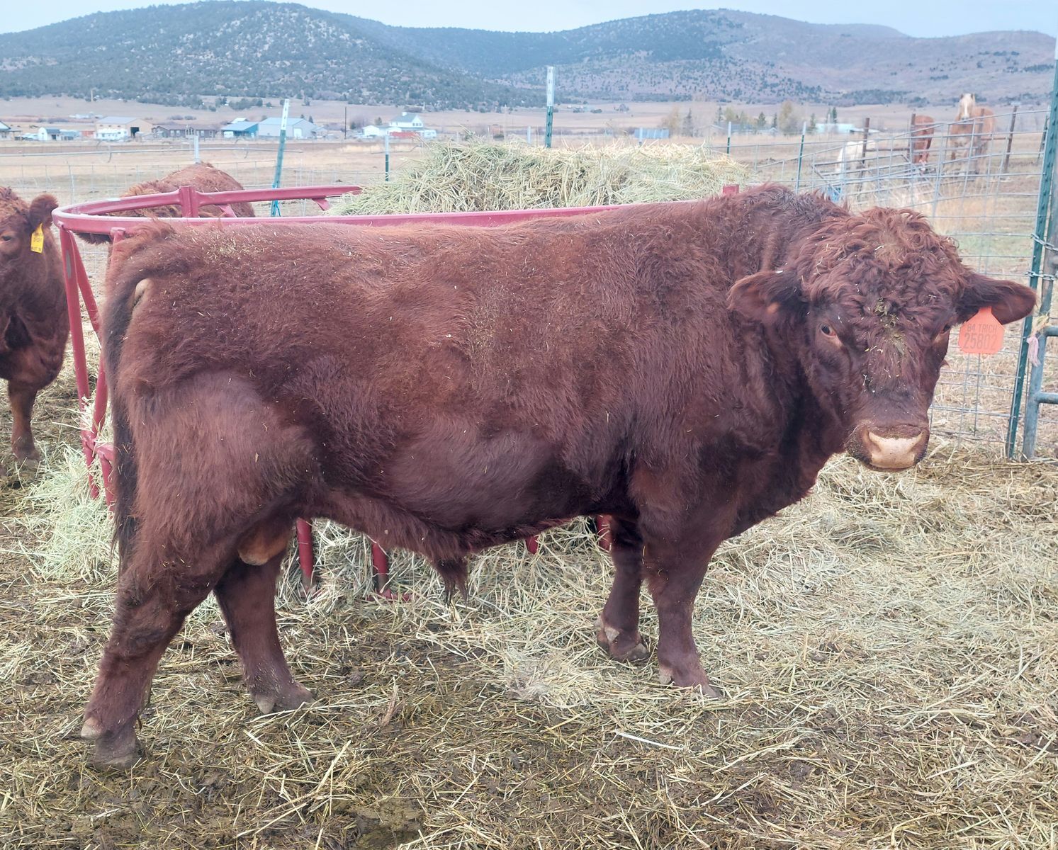 Registered Dexter bull a2a2 homozygous polled