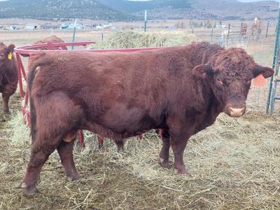 Registered Dexter bull a2a2 homozygous polled