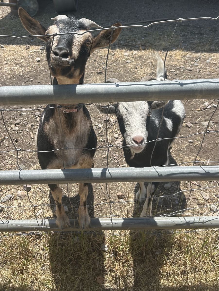 Dwarf Nigerian cross goats