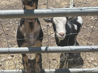 Dwarf Nigerian cross goats