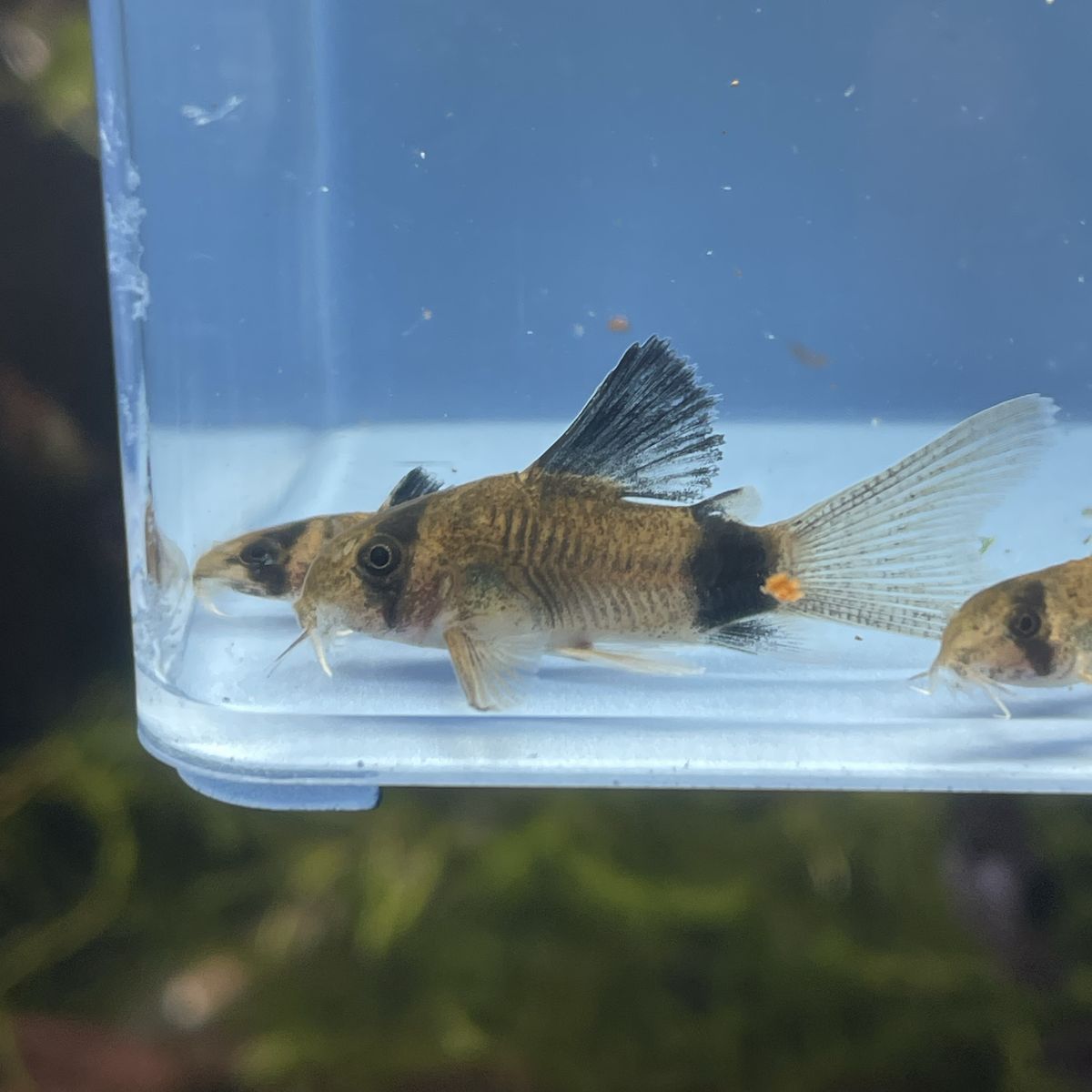 Panda Corydora Catfish