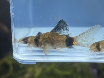 Panda Corydora Catfish
