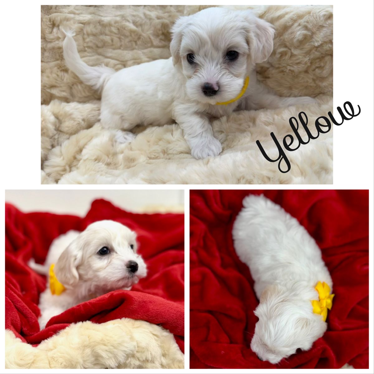 AKC Maltipoo Puppies Maltese Poodle Dog