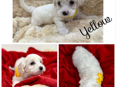 AKC Maltipoo Puppies Maltese Poodle Dog