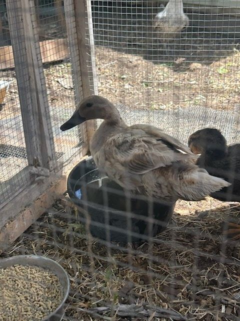 Robin the Duck