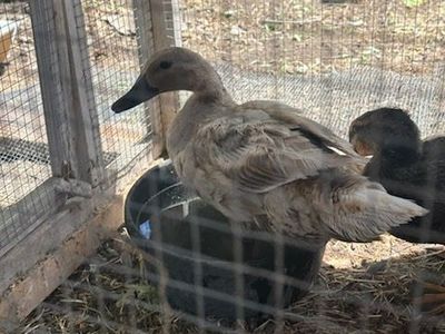 Robin the Duck