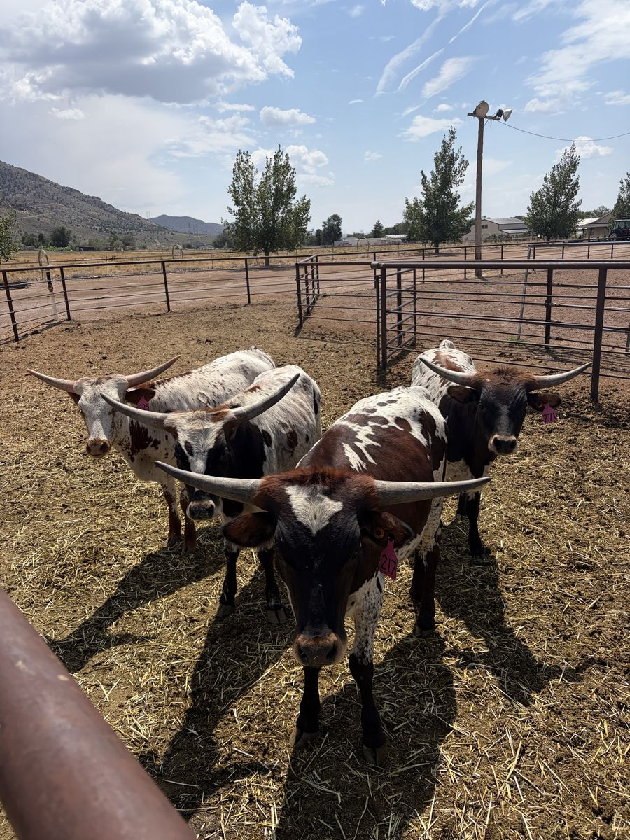 Longhorn Roping Steers 