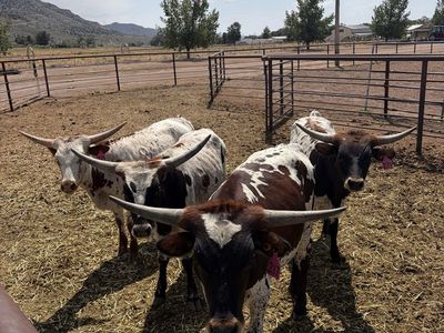 Longhorn Roping Steers