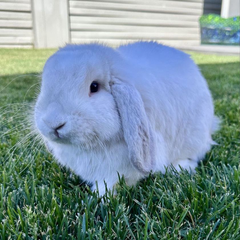 Holland lop/French lop mix buck looking for new home