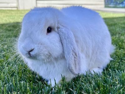 Holland lop/French lop mix buck looking for new home