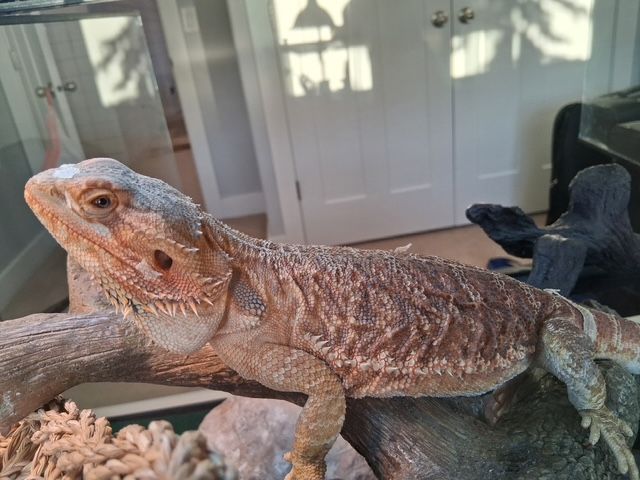 Bearded Dragon, 40 Gallon Tank, Lighting, and Decore