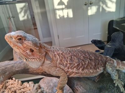 Bearded Dragon, 40 Gallon Tank, Lighting, and Decore