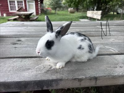Adorable Young Rabbit - Black and White or Gray Pet Bunny