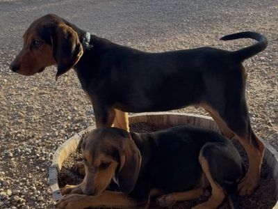 Hightan Hound Pups