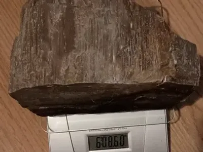 6 Pound piece of nice Petrified Wood cut