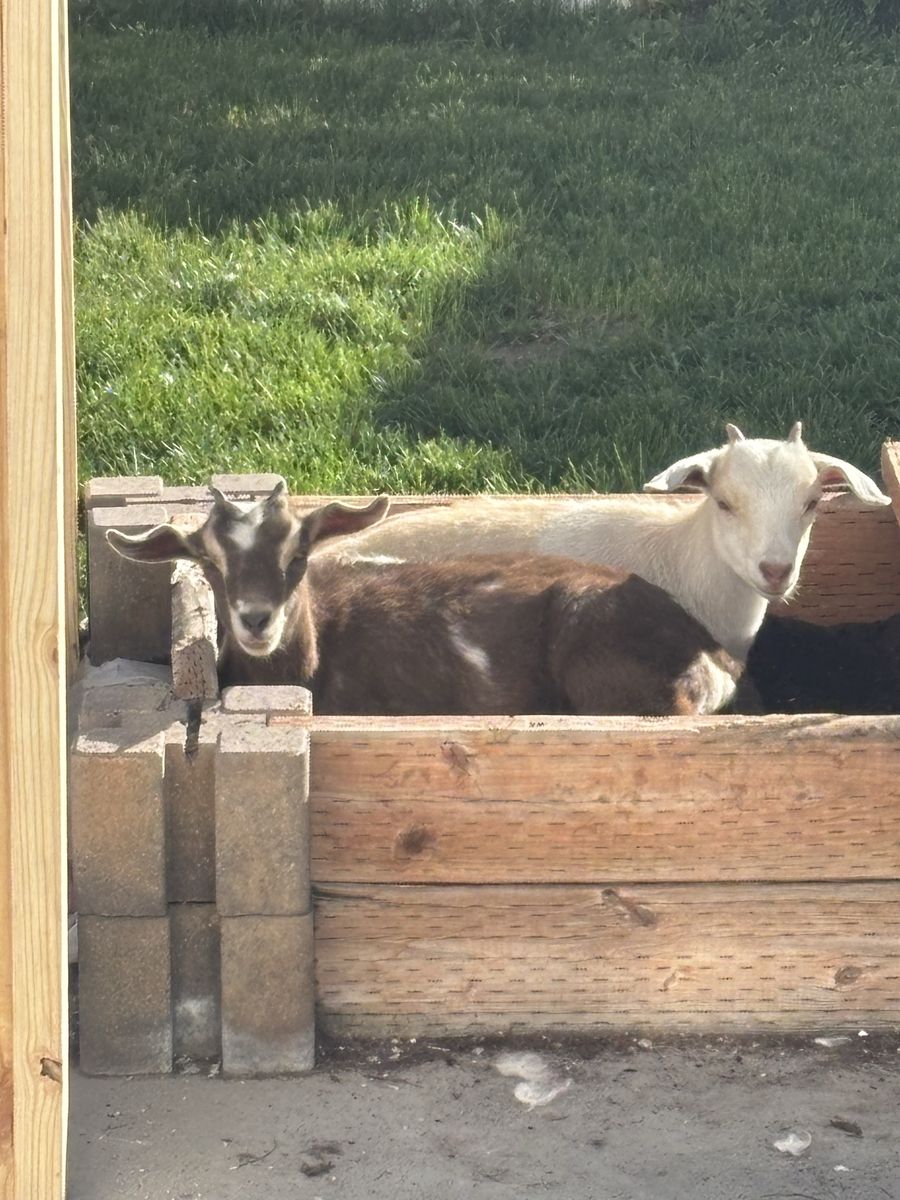 nigerian Dwarf Goats 4 Months Old