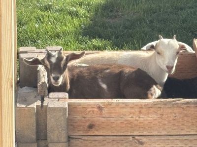nigerian Dwarf Goats 4 Months Old
