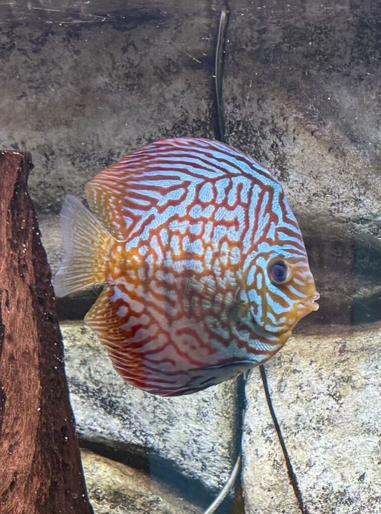 Mosaic Turquoise Discus *** Price Reduced***