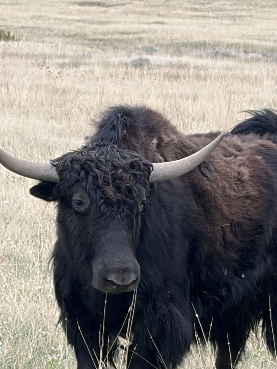 Yaks