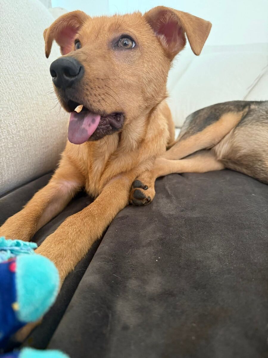 Alaskan Malamute/Chow Chow mix puppy