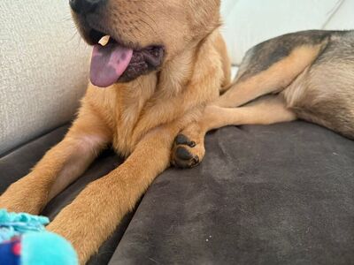 Alaskan Malamute/Chow Chow mix puppy