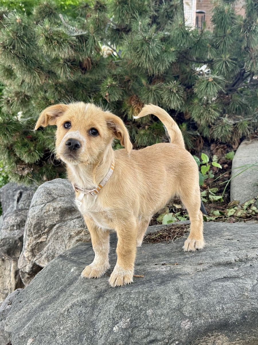 Dachshund/Chihuahua mix puppy