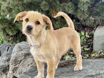 Dachshund/Chihuahua mix puppy