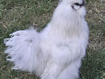 Silkie Pair (Rooster and Hen) for sale.