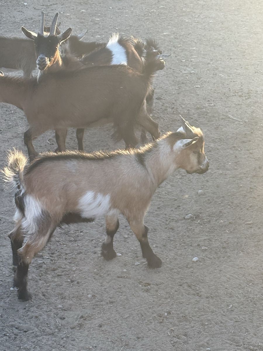 Pygmy goats