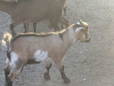 Pygmy goats