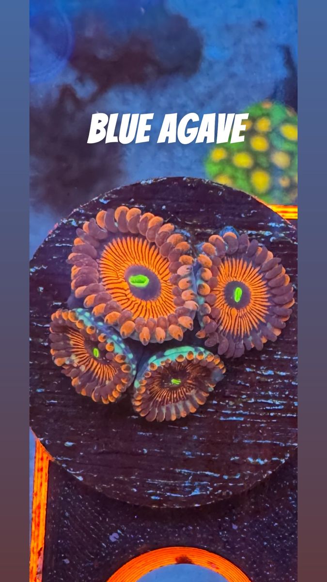 Corals