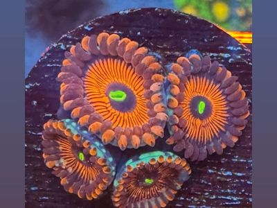 Corals