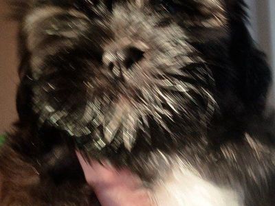 Shih-Tzu Puppies