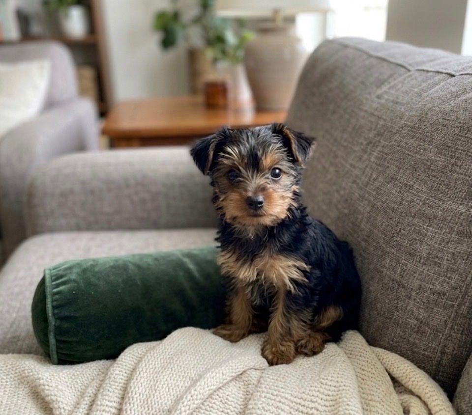 Yorkie Puppy