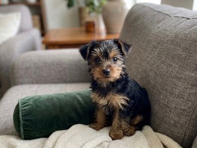 Yorkie Puppy