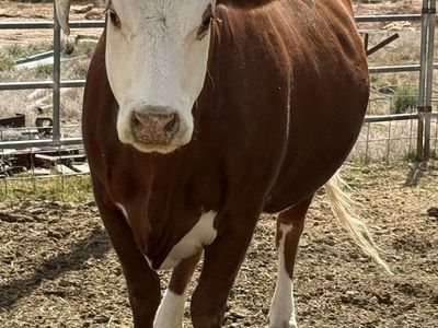 Hereford Cross Cow