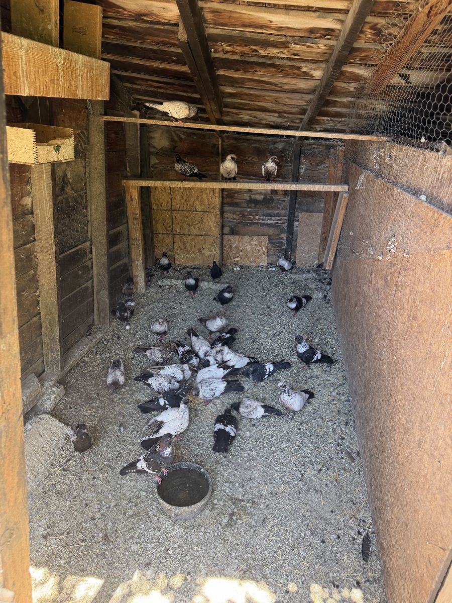 Starling Pigeon