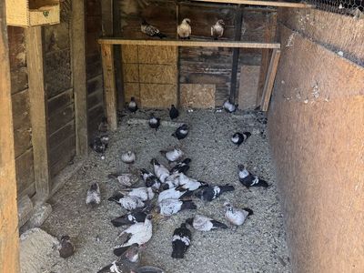 Starling Pigeon