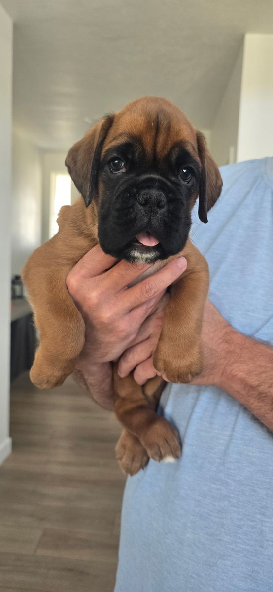 AKC European Boxers