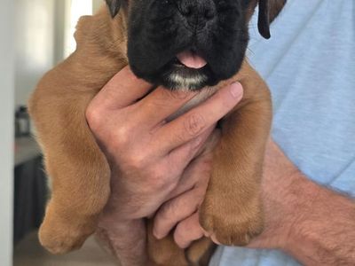 AKC European Boxers