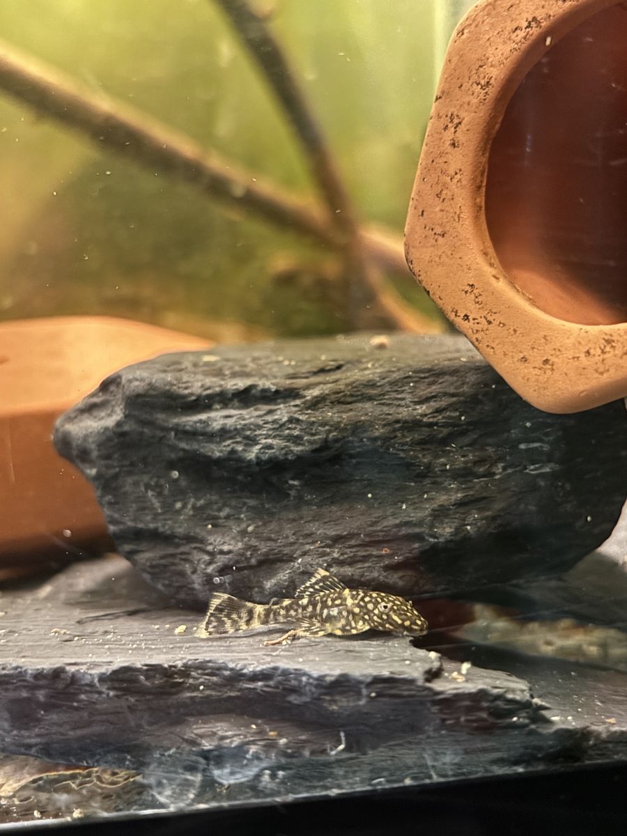 Black Bristlenose Pleco
