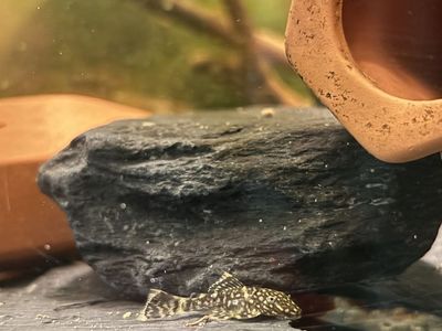 Black Bristlenose Pleco