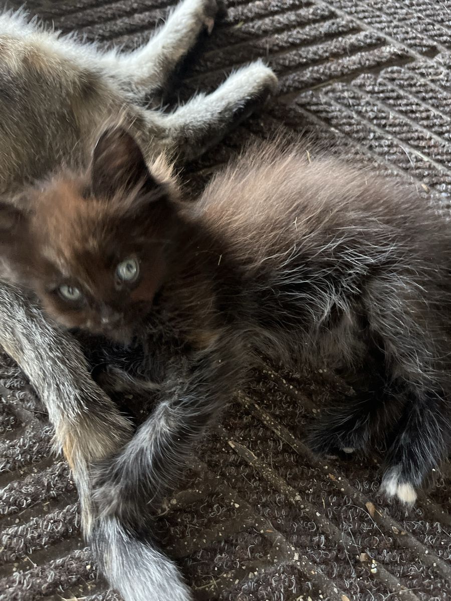 7 Week Old Female Kitten - Playful & Litter Box Trained