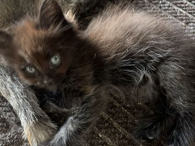 7 Week Old Female Kitten - Playful & Litter Box Trained