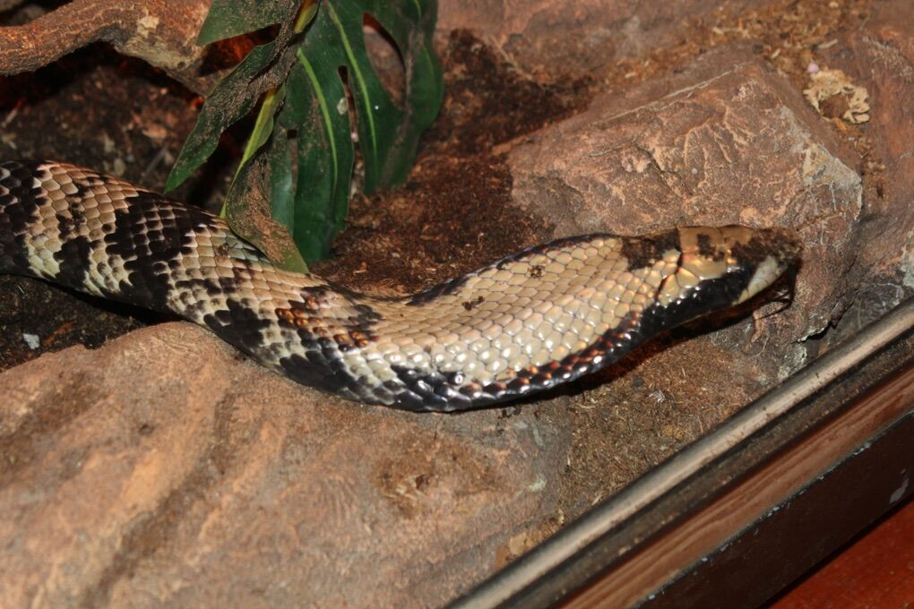 Adult Male False Water Cobra